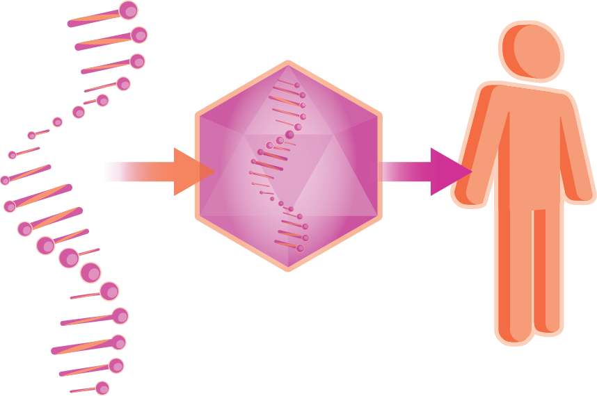 Facts Hemdifferently Gene Transfer Therapy
